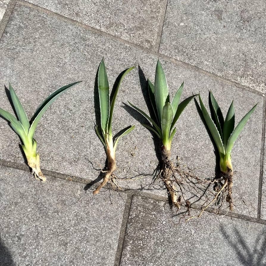 Amazon.co.jp: アガベ ハクセンコウ アオノリュウゼツラン 子株4